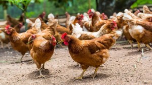 Le secteur avicole à l'abri de la grippe aviaire