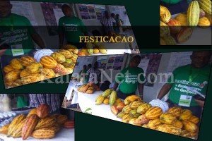 Les cabosses de cacao