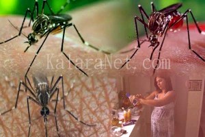 Les femmes enceintes sont exposées au virus Zika