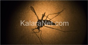 Le virus Zika se développe dans le vagin
