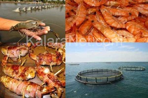 L' élevage de crevettes est délicat – KalaraNet.com – Août 2016