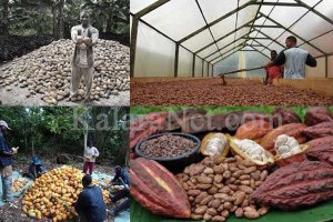 La production du cacao se renouvelle – KalaraNet.com – Août 2016