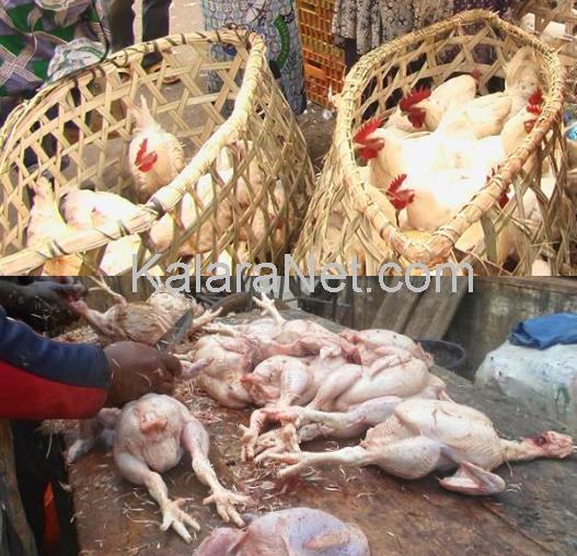  Marchés avicoles de Yaoundé : reprise d'activité