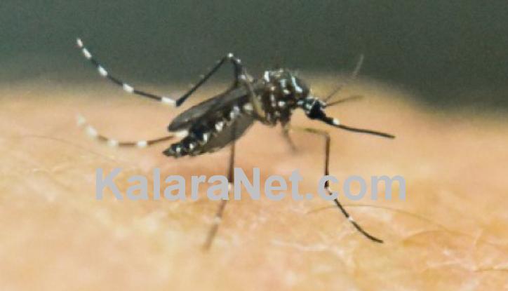 Moustique trnasmettant le virus Zika