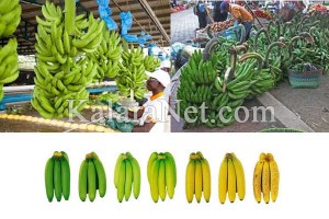 <em>La maturation de la banane plantain est accélérée par certains vendeurs</em>