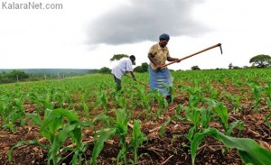 Le FAO est une organisation des Nations Unies Pour l'agriculture