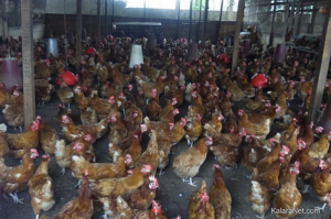 Le marché du poulet est toujours paralysé par la grippe aviaire 