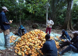 Le FNE tient à vulgariser la filière agro alimentaire au Cameroun