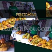 Les cabosses de cacao