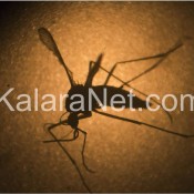 Le virus Zika se développe dans le vagin