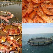 L' élevage de crevettes est délicat – KalaraNet.com – Août 2016