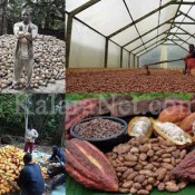 La production du cacao se renouvelle – KalaraNet.com – Août 2016