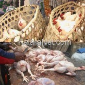 Marchés avicoles de Yaoundé : reprise d'activité