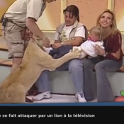 Une petite fille se fait attaquer par un lion à la télévision