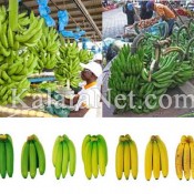 La maturation de la banane-plantain est accélérée par certains vendeurs