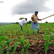 Le FAO est une organisation des Nations Unies Pour l'agriculture