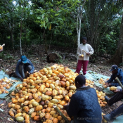Le FNE tient à vulgariser la filière agro alimentaire au Cameroun