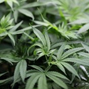 La California devient le premier marché légal de cannabis